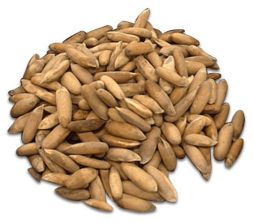 Pine Nuts with Shell Pakistan