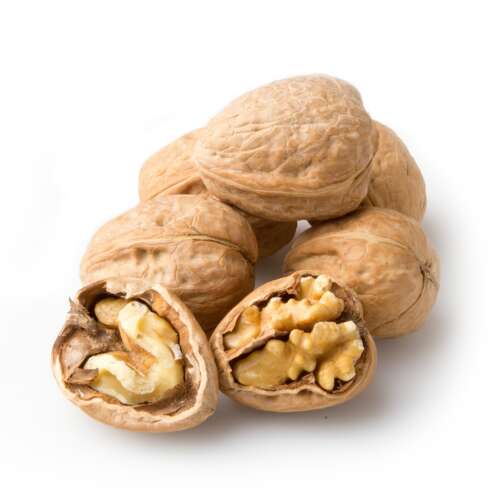 Walnut with Shell US